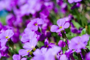 Como cuidar una violeta