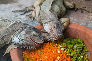 Cómo cuidar a una iguana. Tips para cuidar a una iguana de mascota. ¿Qué darle de comer a una iguana? Cómo tener una iguana de mascota