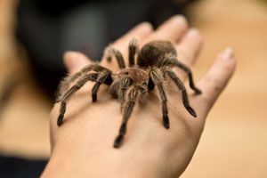 Cuidados de la araña pollito. Cómo tener una araña de mascota. Cuidados, alimentación y habitat de una araña como mascota.