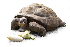 Alimentación de las tortugas terrestres. cómo darles de comer a las tortugas. Consejos para alimentar a las tortugas terrestres