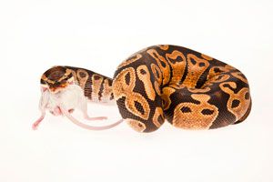 Alimentación de las serpientes de mascota. Cómo alimentar a una serpiente de mascota. Alimentos para serpientes. Qué comen las serpientes de mascota?