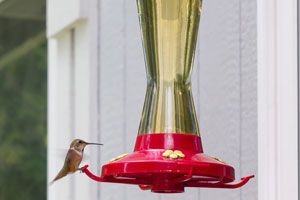 Un comedero para los colibríes. Como crear un comedero casero para disfrutr la compañía de colibríes en nuestro jardín