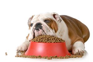 Qué hacer cuando tu Perro No Quiere Comer