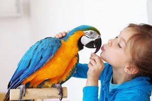 Preescolar audición Vuelo Cómo cuidar a los pájaros de mascota