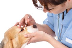 Cómo limpiar los ojos de las mascotas