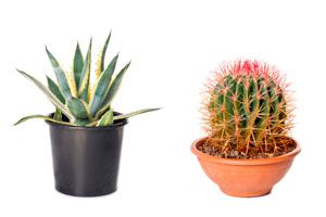 Consejos para el mantenimiento y cuidado de los cactus. Tips para cultivar y plantar cactus. Guia para el cultivo de cactus en casa