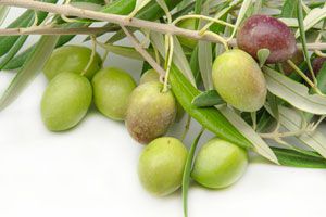 Métodos para conservar las aceitunas recién cosechadas. cómo conservar aceitunas. Procedimiento para curar las aceitunas y conservar.