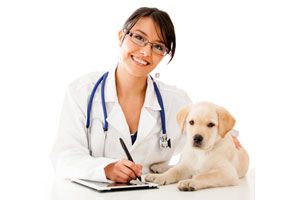 Cómo elegir a un nuevo veterinario