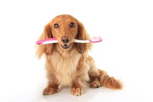 Cómo limpiar los dientes a perros y gatos