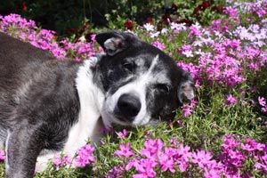 Cómo evitar la presencia de perros vagabundos en el jardín