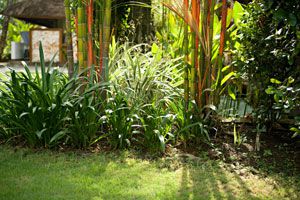 Ilustración de Cómo crear y mantener un jardín tropical
