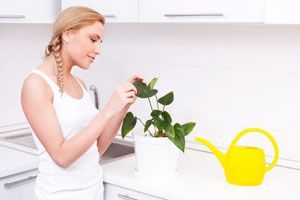 Cómo limpiar las hojas de las plantas