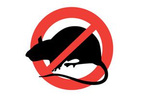Consejos para evitar la presencia de roedores en el hogar. Trucos caseros para ahuyentar a los roedores. Técnicas para evitar a los roedores
