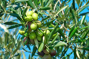 Guía para el cuidado del olivo. Consejos para plantar, regar y cuidar de la planta de olivo. Tips para cultivar un olivo