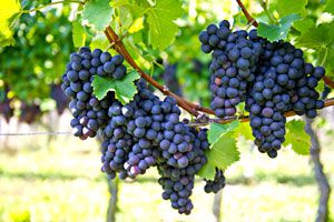 Cómo cultivar uvas