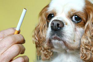 El humo del tabaco daña a las mascotas