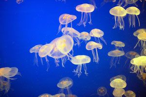 Las medusas y sus picaduras