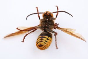 Cómo tratar la alergia a avispas y abejas Cómo tratar la alergia a avispas y abejas