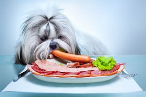 Cómo evitar que el perro robe comida