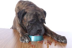 Cómo hacer comida casera para perros