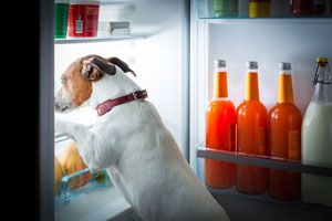 Perros en la cocina: precauciones a tomar
