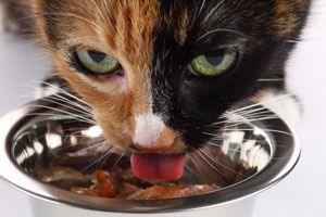 Cómo hacer comida casera para gatos