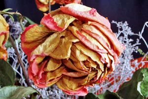Diferentes métodos para secar rosas. Cómo secar flores. Técnicas de secado de rosas. Métodos para secar las flores
