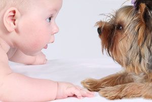Cómo tratar al perro cuando llega un bebé