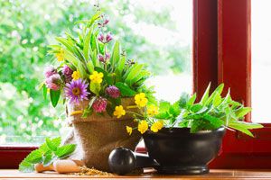 Beneficios de las plantas de interior para la salud