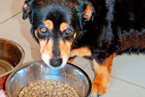 Cómo alimentar a un perro con diabetes. Detalles de la alimentación de un perro con diabetes. Qué puede comer un perro con diabetes