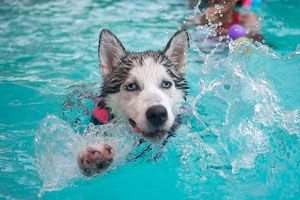 Cómo evitar que el perro entre a la piscina
