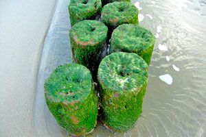 Hay muchas algas comestibles, como el Alga nori, Alga espirulina, Alga dulse, Alga Hijiki, Agar-Agar y Alga Kombu