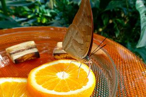 Idea para atraer mariposas al jardín. Cómo atrapar mariposas sin dañarlas. Cómo crear un atrapa mariposas ambientalista
