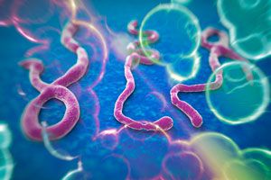 Métodos de prevención del virus Ébola. Qué es el virus del Ébola: origen y tratamiento. Cómo prevenir el contagio del Ébola