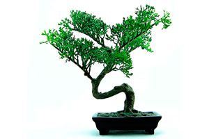Consejos de mantenimiento de un bonsai. Tips para el cuidado de un bonsai. Cómo cuidar un bonsai en simples pasos