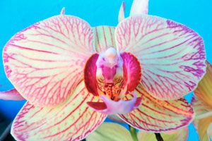 Guía para cultivar orquídeas. Cómo plantar, regar y cultivar orquídeas. Tips para el cuidado de las orquídeas