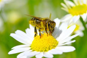 Significado de soñar con abejas. Cómo interpretar los sueños con abejas. Claves para entender los sueños con abejas, colmenas y miel