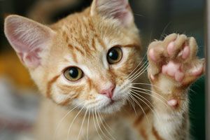 Tips para cuidar a un gato. Cómo cuidar a un gato de mascota. Consejos para cuidar a los gatos hogareños. Cómo cuidar a un gato callejero