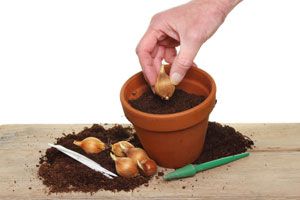 Consejos para sembrar bulbos. Guía para conservar y plantar bulbos en el jardín. Cómo sembrar plantas de bulbos en una maceta