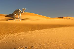 Claves para viajar al desierto. cómo hacer un viaje al desierto. Consejos para ir de viaje al desierto