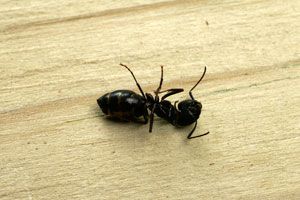 Ingredientes naturales para eliminar hormigas. Cómo ahuyentar las hormigas del hogar. Remedios caseros para eliminar hormigas del hogar