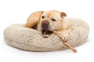 Cómo hacer una cama para mascotas con una sudadera vieja. Pasos para crear una cama reciclada para tu perro o gato. Reutilizar una vieja sudadera