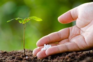 Cómo fertilizar las plantas. Métodos para fertilizar el jardín. Consejos para fertilizar las plantas del jardín. Fertilizantes caseros para el jardín