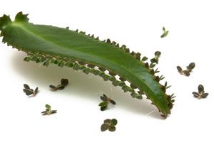 Beneficios del kalanchoe, planta que cura el cáncer. Planta para el tratamiento del cáncer. Cómo curar el cáncer consumiendo kalanchoe