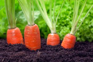 Cómo cultivar zanahorias en casa. Tips para sembrar zanahorias. Cómo cuidar un cultivo de zanahorias. Tips para cultivar zanahorias en tu huerta