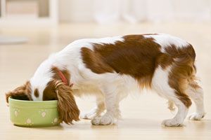 Consejos para engordar a un perro. Cómo hacer engordar a un perro. Tips para mejorar la alimentación del perro
