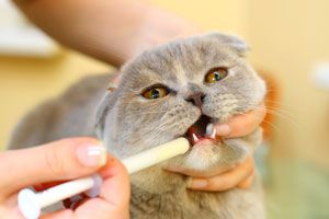 Cómo darle medicamentos al gato. Técnicas para medicar a un gato. Cómo darle la medicina a un gato. Cómo hacer que el gato tome una píldora