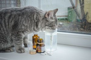 Cómo darle pastillas al gato. Técnicas para medicar a un gato. Cómo darle la píldora a un gato. Cómo hacer que el gato tome una pastilla Cómo darle pastillas al gato. Técnicas para medicar a un gato. Cómo darle la píldora a un gato. Cómo hacer que el gato tome una pastilla