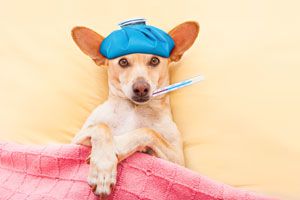Métodos para saber si el perro tiene fiebre. Cómo detectar fiebre en los perros. Síntomas de fiebre en los perros