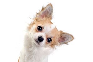 Motivos por los que los perros inclinan la cabeza cuando les hablas. Por qué los perros giran la cabeza?